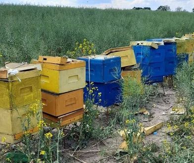 Zdemolowane ule. Śmierć milionów pszczół