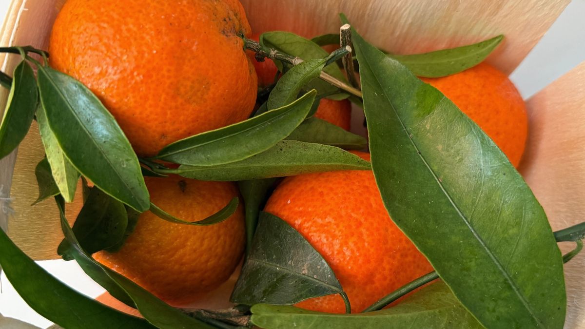 Klementynka to krzyżówka mandarynki i pomarańczy słodkiej.