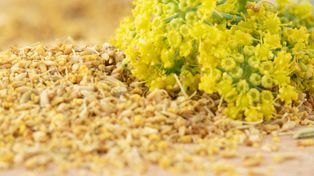 Nie rozmaryn i nie oregano. Ten włoski "pyłek" podkręca smak każdej pieczeni