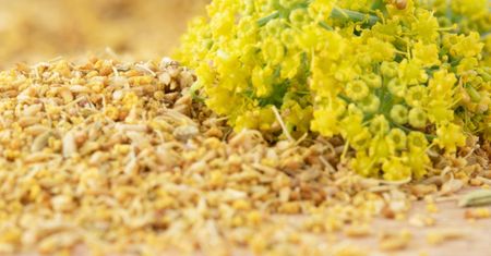 Nie rozmaryn i nie oregano. Ten włoski "pyłek" podkręca smak każdej pieczeni