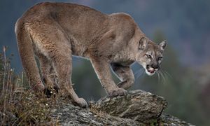 Puma w pobliżu lotniska w Monachium. Policja nie może jej znaleźć