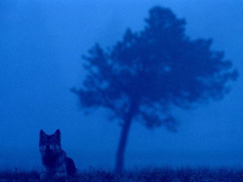 fot. Joel Satore - Yellowstone Wolf