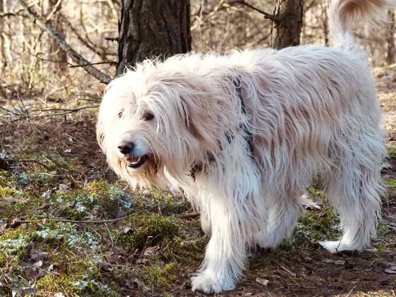 Tak walczysz z pchłami u psa albo kota? Te środki zagrażają środowisku