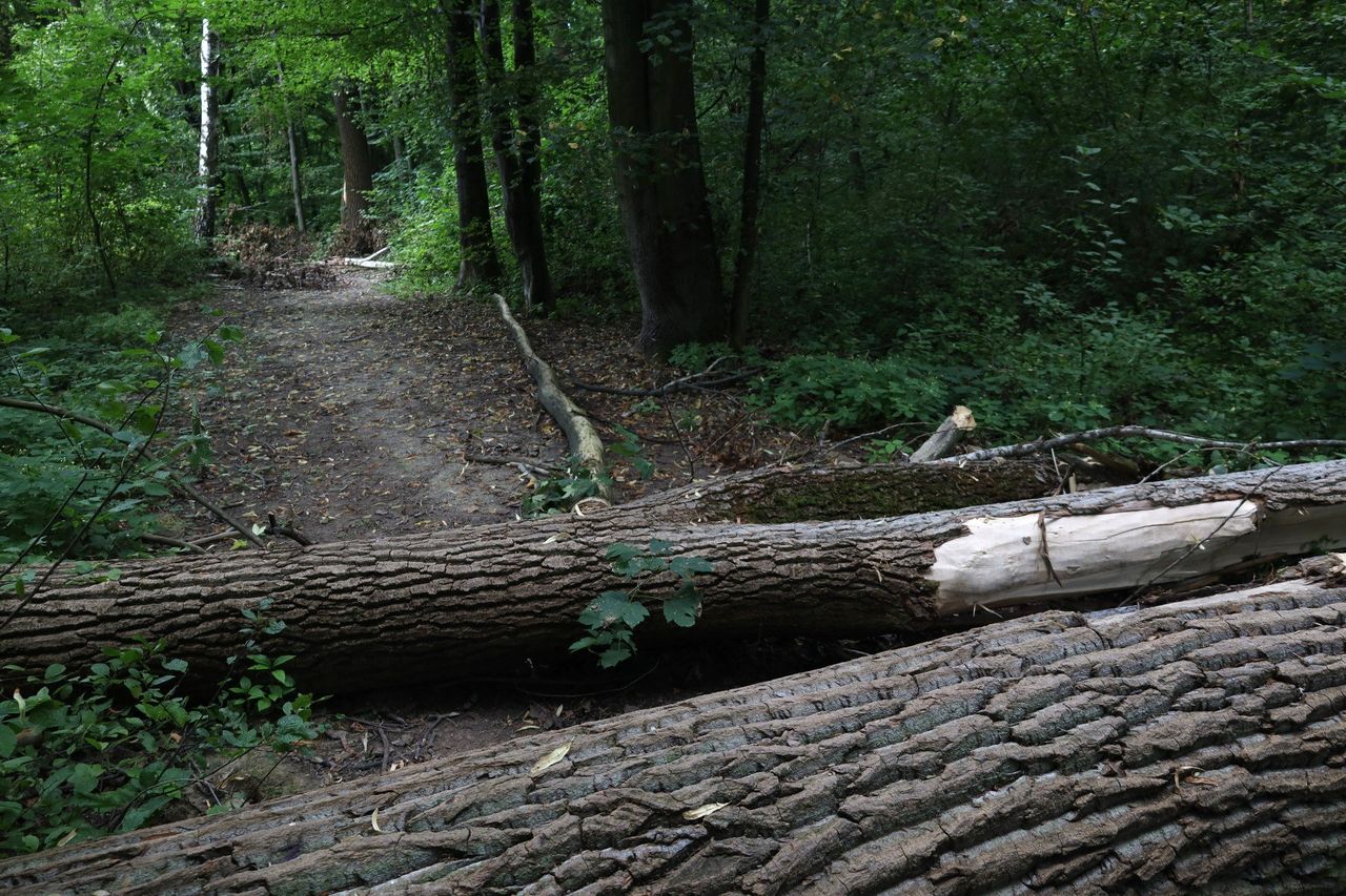 Łańcut: Bażantarnia, jak Puszcza Białowieska? Co padło, wciąż leży