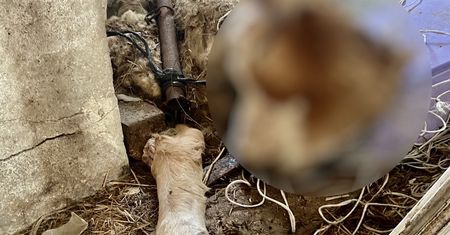 Po gospodarstwie walały się głowy cielaków. "Witaj maj, trzeci maj"