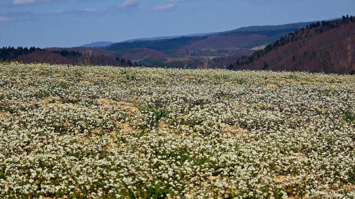 Kwietny dywan w Bieszczadach