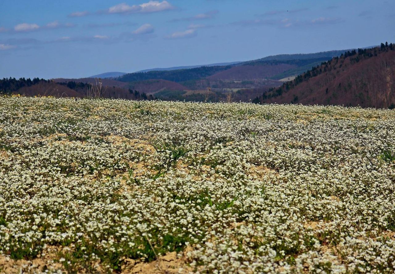 Istny wysyp, są ich miliony. Leśnicy oczarowani. "Niesamowite wrażenie"