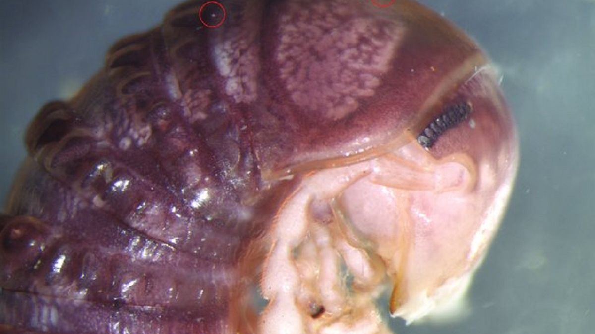 Nowy gatunek został odkryty przypadkowo.