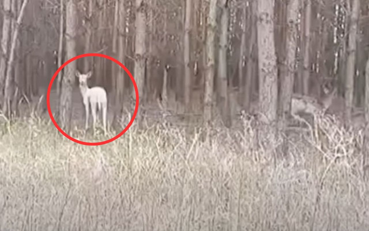 Zobaczył go leśnik. Od razu chwycił za telefon. "Leśne duchy"