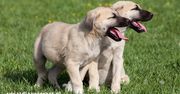 Kangal – turecki olbrzym wśród psów pasterskich