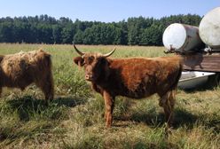 Oława. Krowa na gigancie. Ktokolwiek widział, ktokolwiek wie