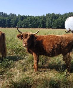 Oława. Krowa na gigancie. Ktokolwiek widział, ktokolwiek wie