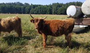 Oława. Krowa na gigancie. Ktokolwiek widział, ktokolwiek wie