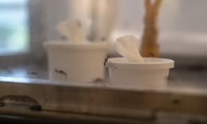 3000 nowych przypadków w tydzień. Wirus czikungunia rozprzestrzenia się w Chinach