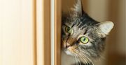 Dlaczego kot patrzy na ciebie, gdy korzystasz z toalety? Naukowcy wskazują kilka powodów