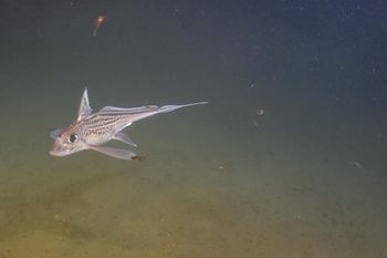 Zaskakujące odkrycie. Dlatego chimery amerykańskie mają zęby na czole