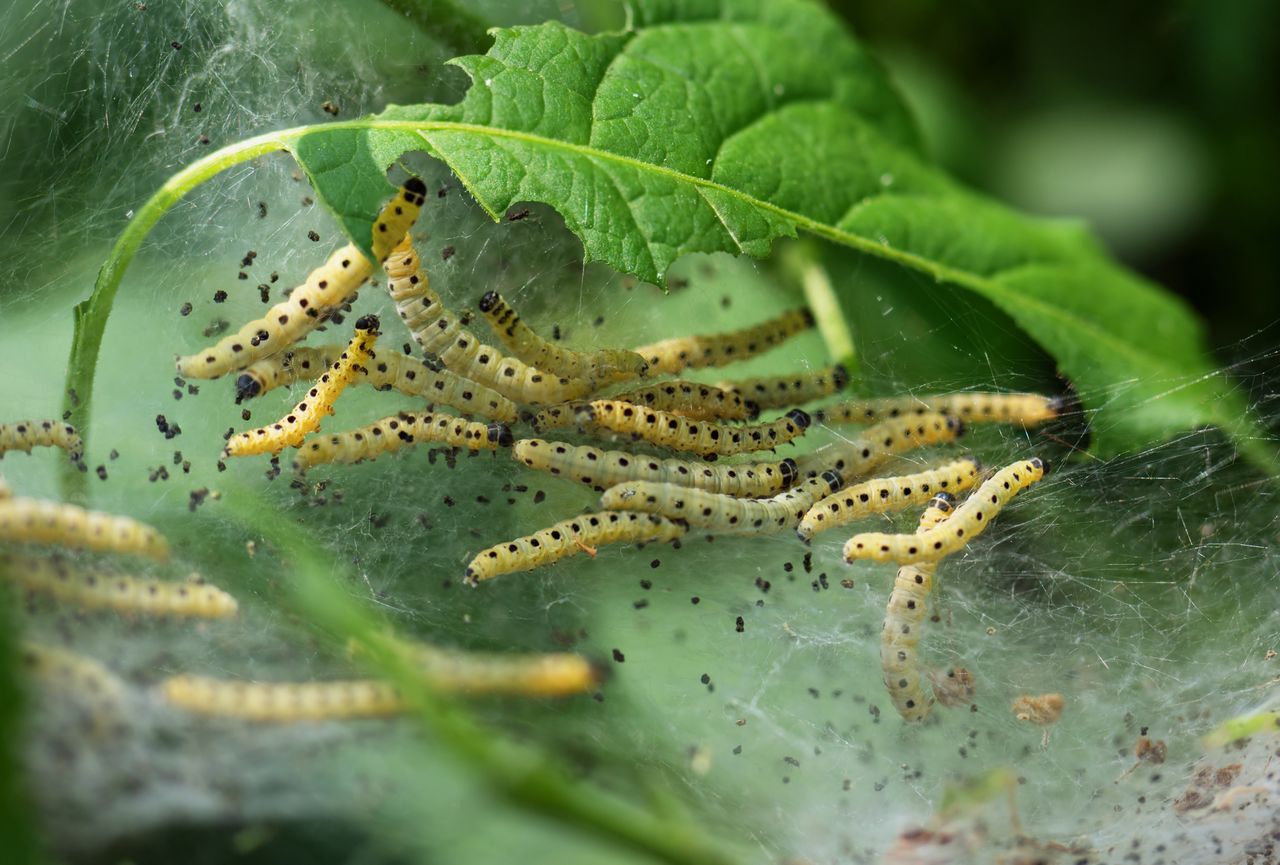 Gąsienice namiotników żyją w sieci, która przypomina dzieło pająka
