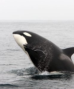 Orki atakują jachty jak nigdy. Eksperci mówią o zemście na ludziach