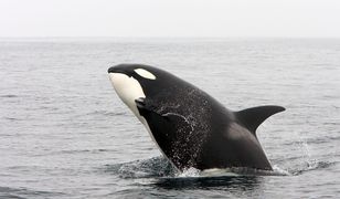 Orki atakują jachty jak nigdy. Eksperci mówią o zemście na ludziach