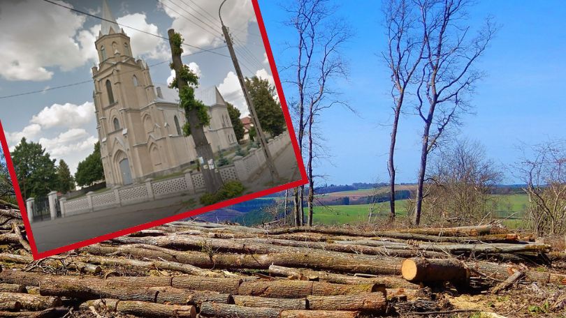 Mieszkańcy Michałowa przeciwko decyzji o wycince drzew