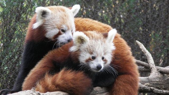 Zobacz pierwsze zrzuty ekranu Firefoksa dla Windowsa 8 1