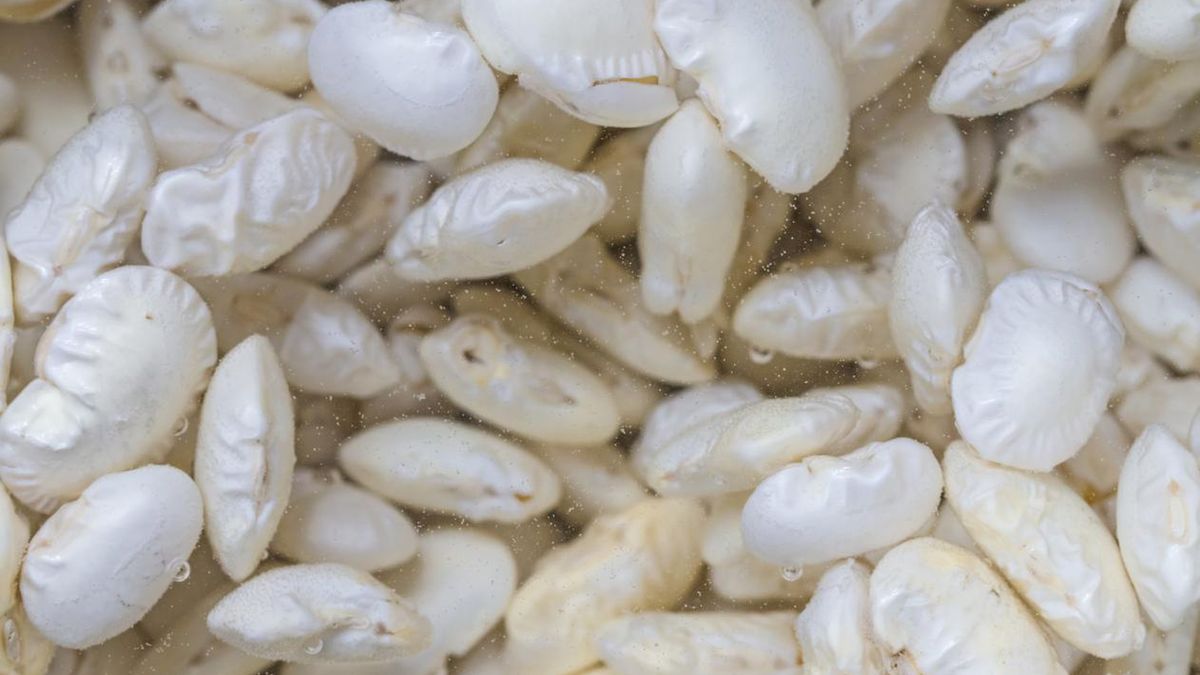 Fasola maślana jest prawdziwą "potasową bombą"