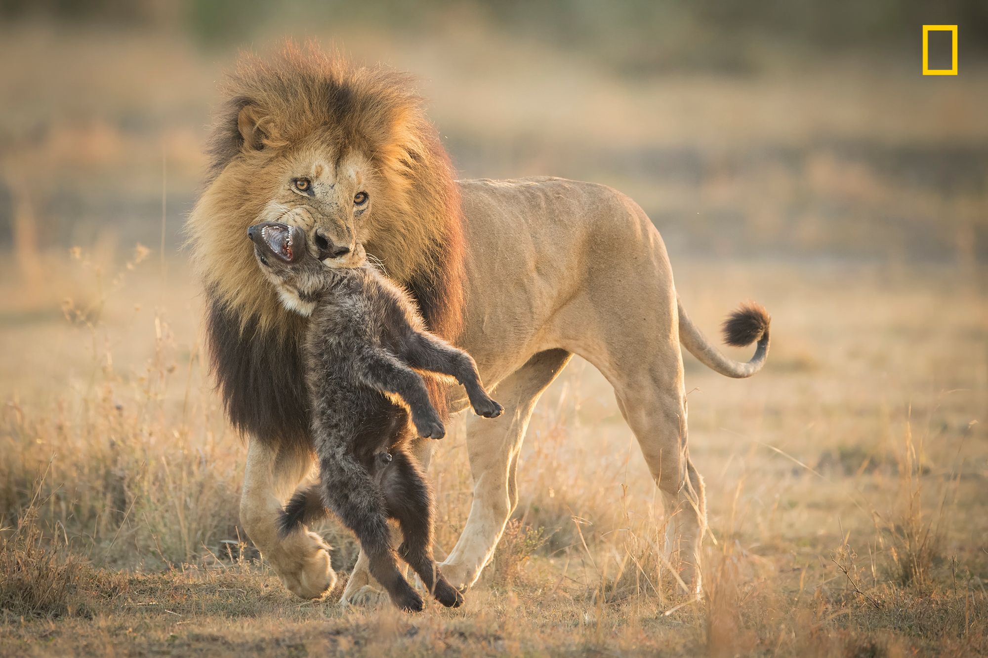 Ruszył konkurs fotograficzny Nature Photographer of The Year 2017. Pierwsze zgłoszone zdjęcia pokazują klasę 4
