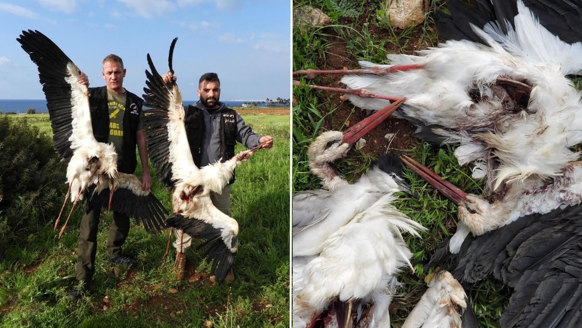 Znalezione zastrzelone bociany