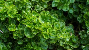 Najzdrowsze warzywo świata. W Polsce mało kto jada