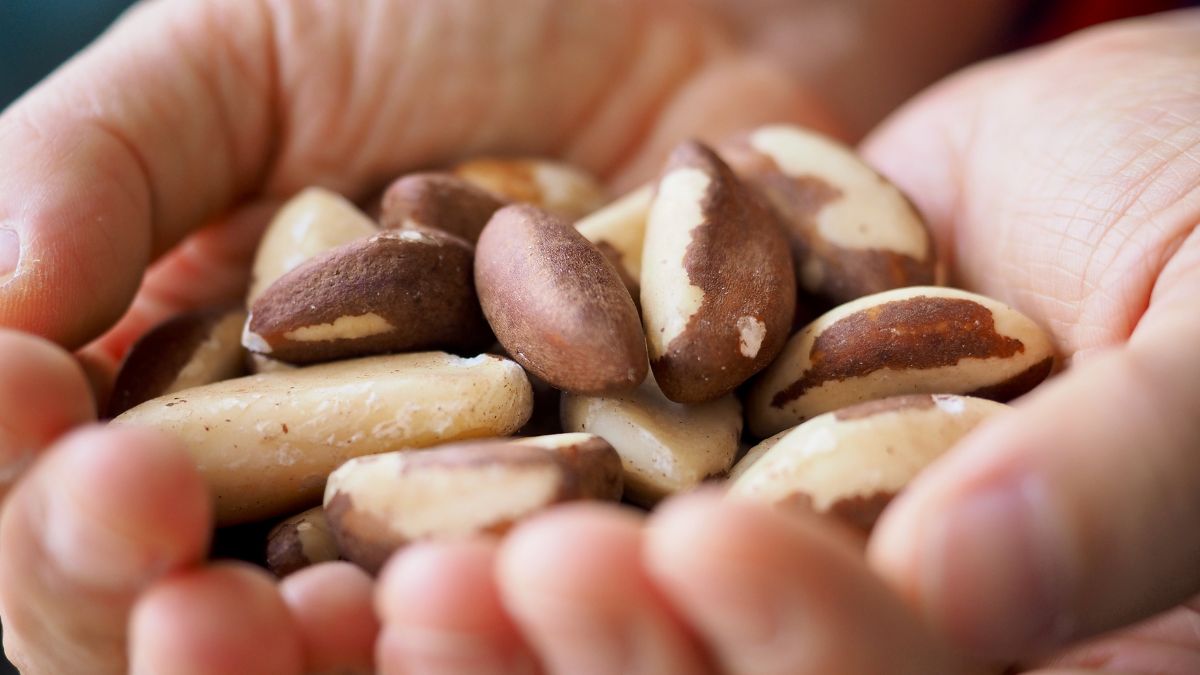 Orzechy brazylijskie - niezwykły produkt spożywczy z Amazonii