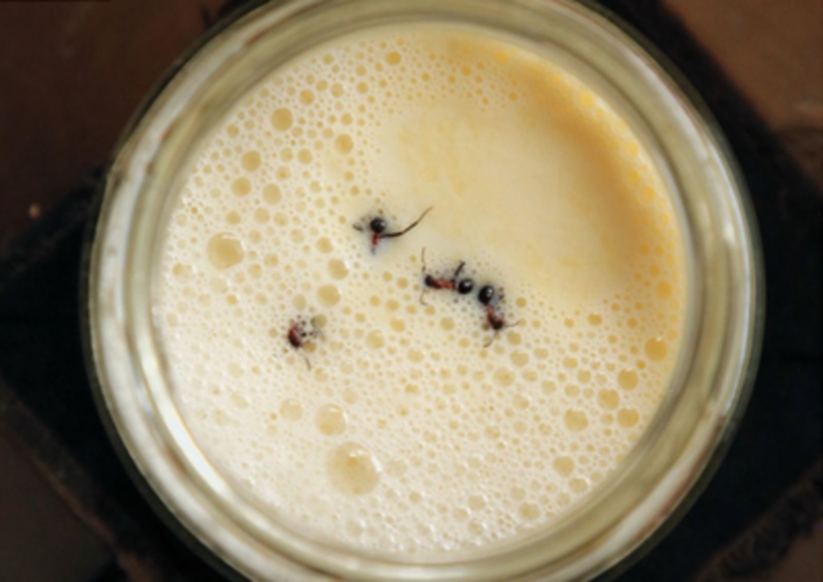 "Wyjątkowo kremowy". Naukowcy użyli do niego tych owadów