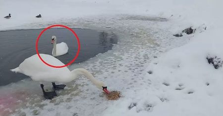 Dzwonią masowo na straż, gdy widzą łabędzie. "Tak jest co roku"