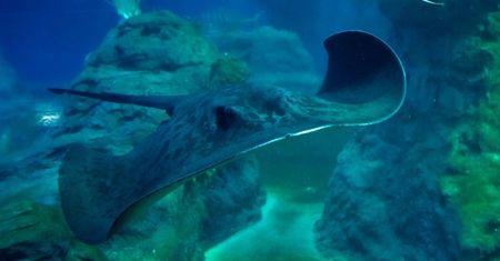 Wrocław. Wielka sensacja w ZOO. Drugie takie narodziny na świecie