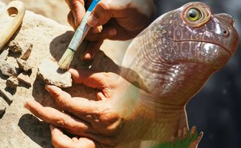 Znaleźli fragment czaszki. Odtworzyli potwora sprzed 240 mln lat