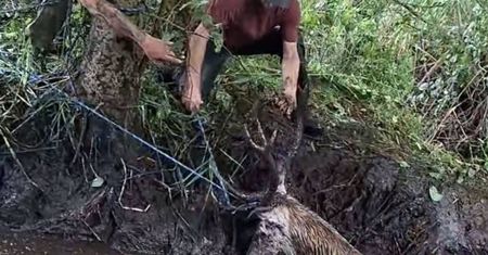 Znalazł je podczas rutynowej kontroli. Wpadły w bagienną pułapkę