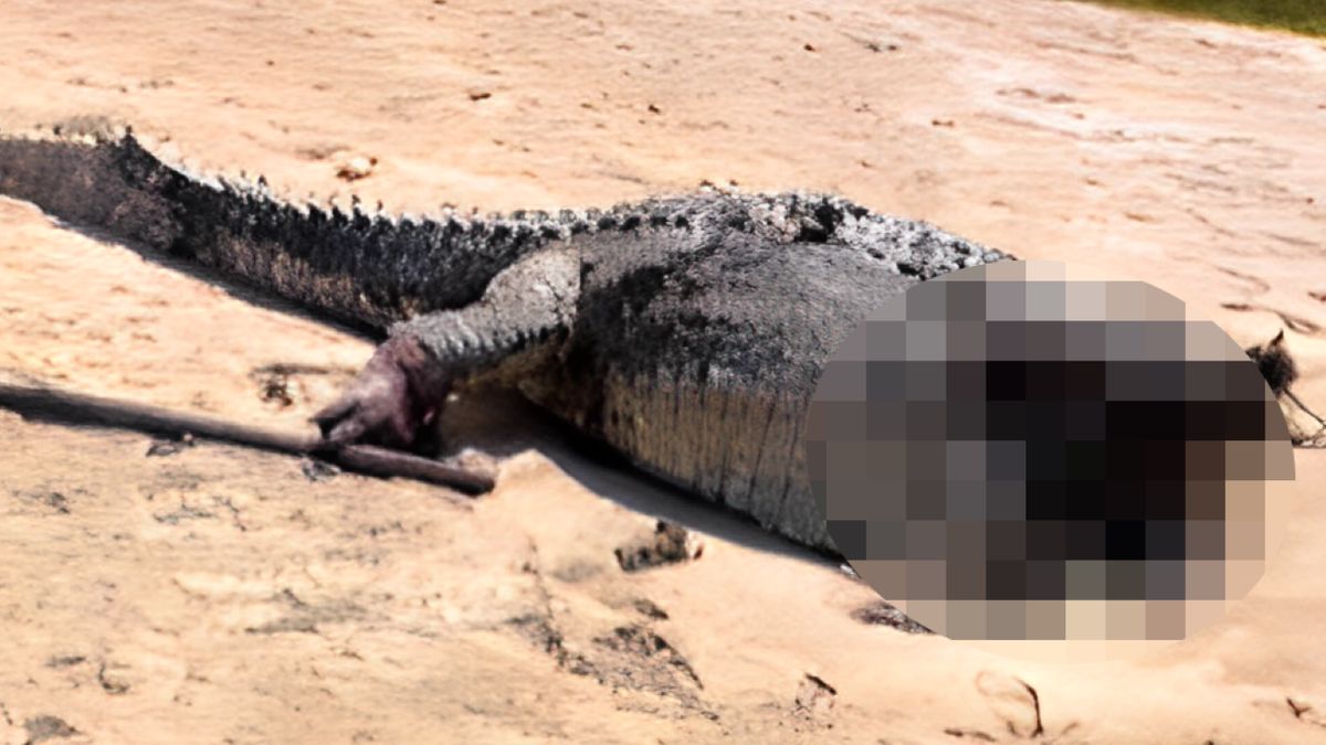 Krokodyl był pozbawiony głowy 