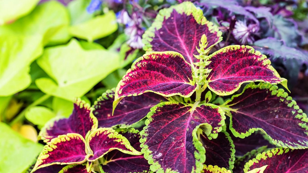 Zdjęcie przedstawia pokrzywę indyjską