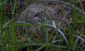 Czaił się w zaroślach. "Po prostu oddal się"