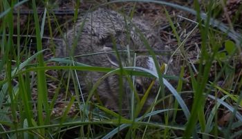 Czaił się w zaroślach. "Po prostu oddal się"