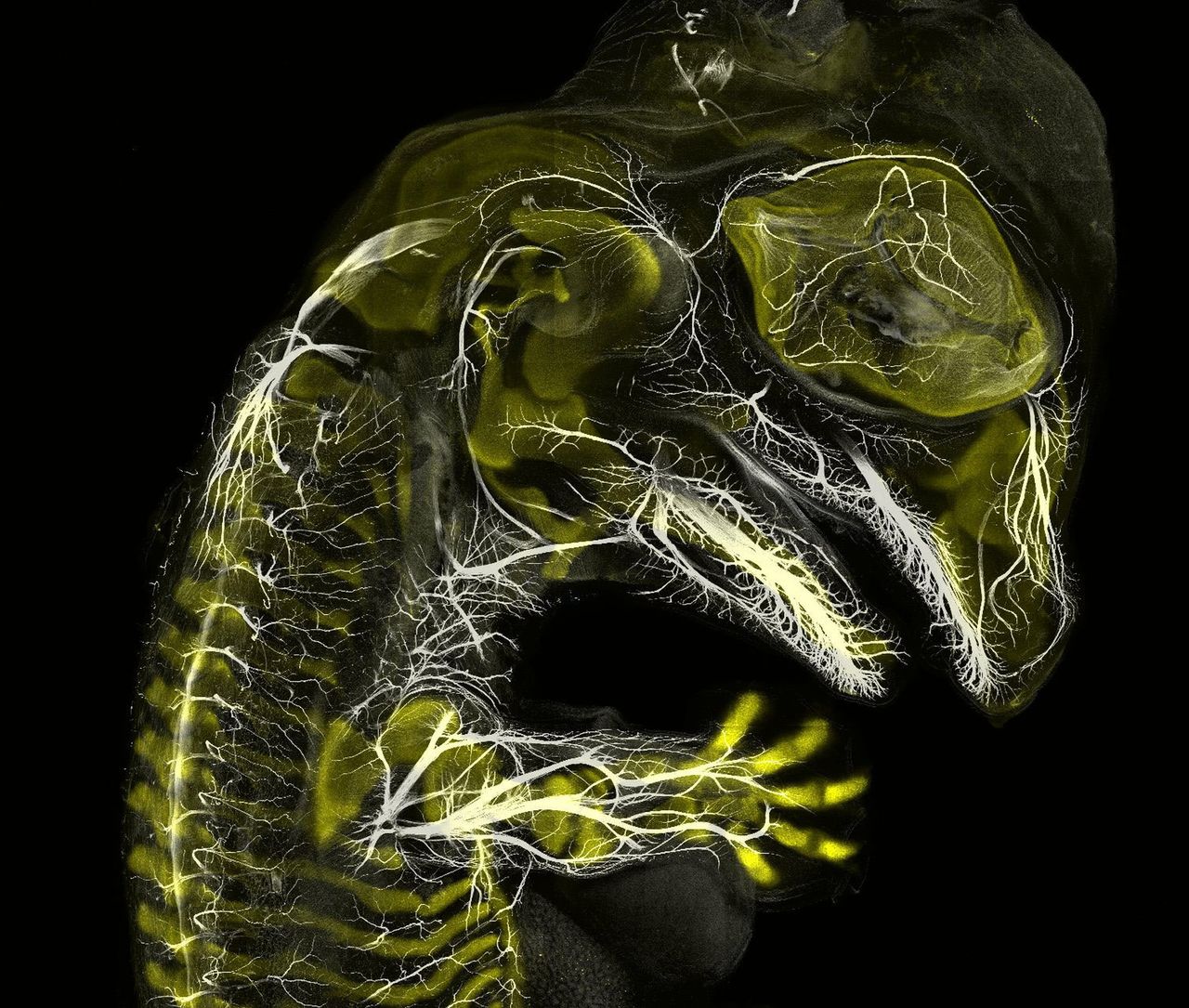 Embrion aligatora
