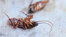 Karaluchy - jak skutecznie się ich pozbyć?