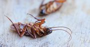 Karaluchy - jak skutecznie się ich pozbyć?