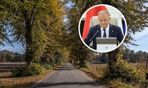 Planowali gigantyczną wycinkę drzew. Premier z osobistą prośbą