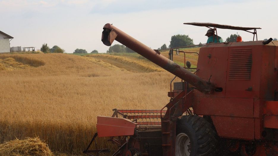 Kończą się żniwa 2025 w Wielkopolsce. Pogoda w kratkę, grzyb na pszenicy i niskie ceny w skupach. Rolnicy nie zarobią?