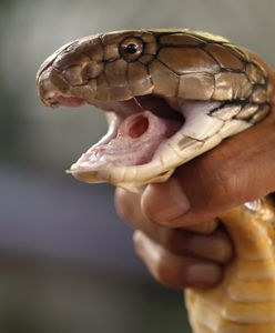 Może zabić człowieka w 15 minut. Poszukiwania w Sztokholmie