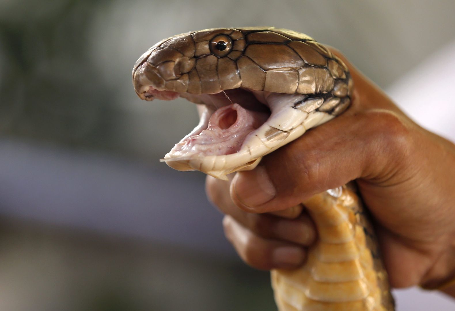 Snake Farm in Bangkok
epa04634891 A Thai snake expert catches deadly venomous King Cobra with bare hands during a Snake Handling show at the Snake Farm in Bangkok, Thailand, 24 February 2015. The Snake Farm in Thailand is the second snake farm in the world after Butantan Snake Farm in Sao Paolo, Brazil. The Snake Farm was opened in 1923 when it aimed to become an official institute to utilize the research and develop serum and treatment against the venom of snakes and python in the country. Thailand is the home of more than 200 various kind of snakes, with 60 of them being venomous.  EPA/RUNGROJ YONGRIT 
Dostawca: PAP/EPA.
RUNGROJ YONGRIT
surowica