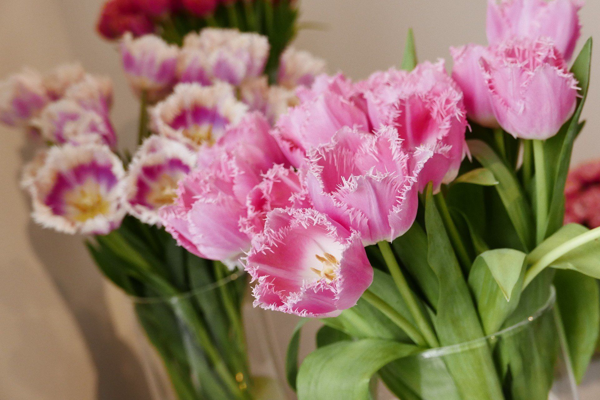 Kwiaty w Warszawie za darmo