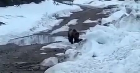 Bestialstwo Rosjan. Wysadzili w powietrze niedźwiedzia