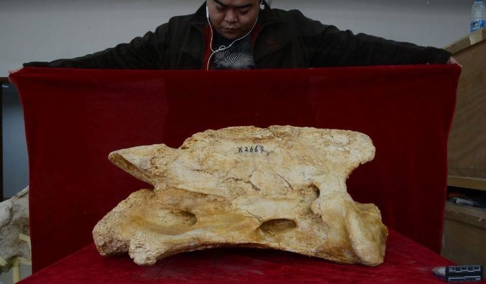 Tao Deng wraz z jednym z wykopanych kręgów szyjnych należących do Paraceratherium linxiaense.
