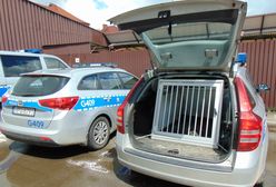 Wypadek w Oświęcimiu. Zginął pies. To mogło go uratować